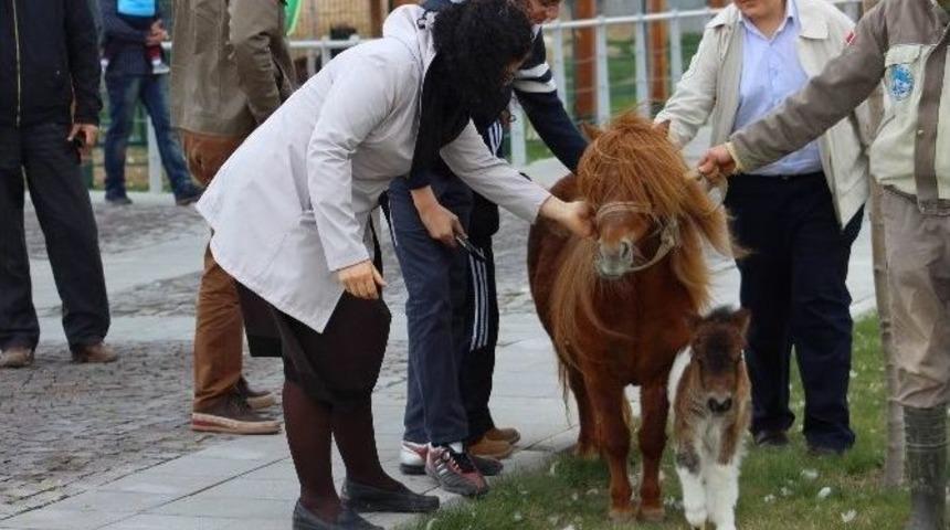Hayvanat Bah&ccedil;esinde Doğum Heyecanı