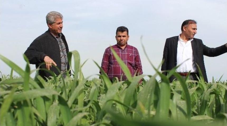 Buğdayda Pas Hastalığı Uyarısı