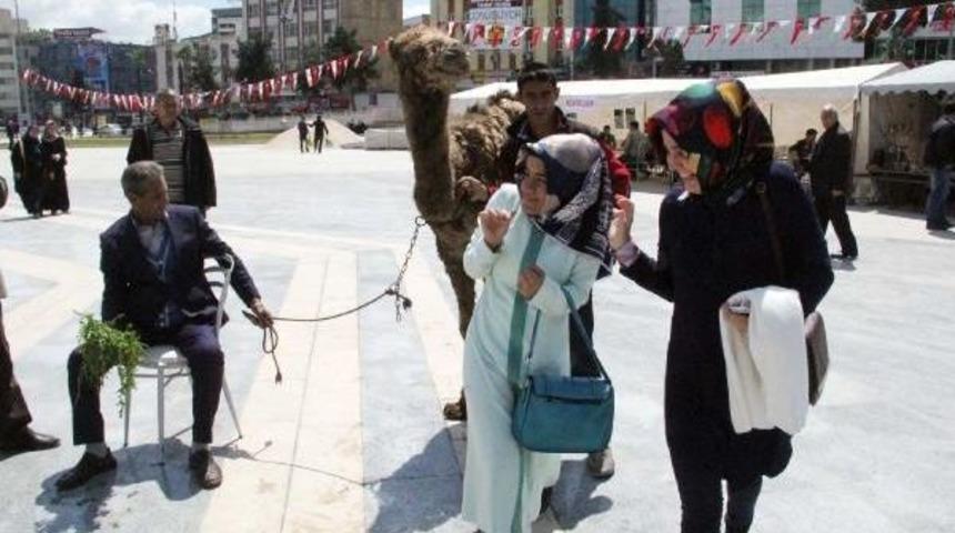 Şanlıurfa&rsquo;Da 'develi' Kermes