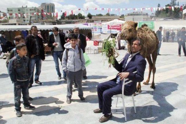 Şanlıurfa&rsquo;Da  develi  Kermes 1
