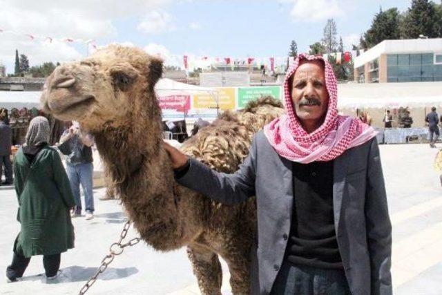 Şanlıurfa&rsquo;Da  develi  Kermes 2