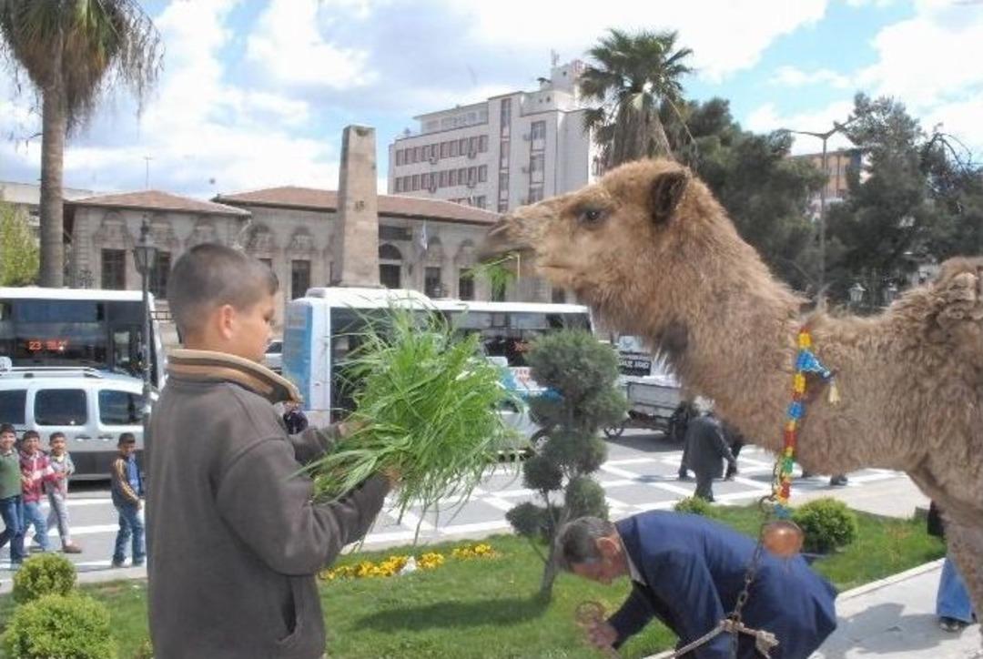 Şanlıurfa&rsquo;da Develi Kermes Tanıtımı Yoğun İlgi G&ouml;rd&uuml;