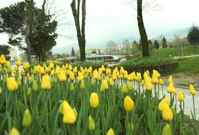 Bursa’da Lale Devri