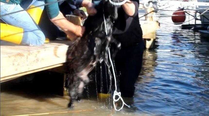 G&ouml;le Atlayan Ke&ccedil;iyi İtfaiye Kurtardı