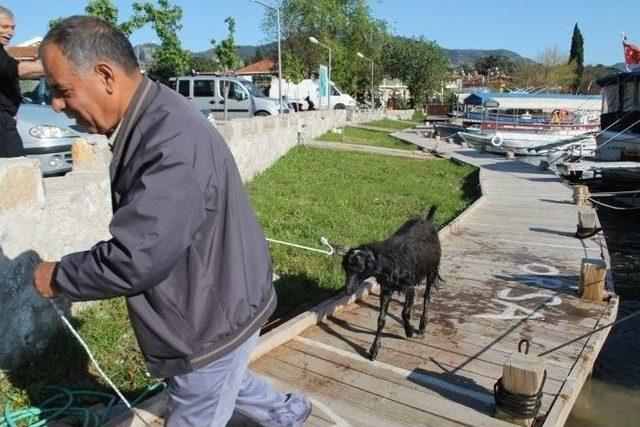G&ouml;le Atlayan Ke&ccedil;iyi İtfaiye Kurtardı 1