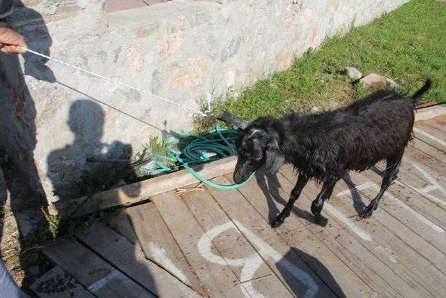 G&ouml;le Atlayan Ke&ccedil;iyi İtfaiye Kurtardı 2