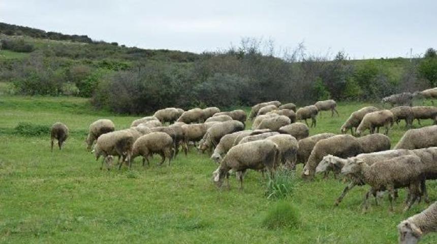 Bursa'dan, Bahar G&ouml;r&uuml;nt&uuml;leri