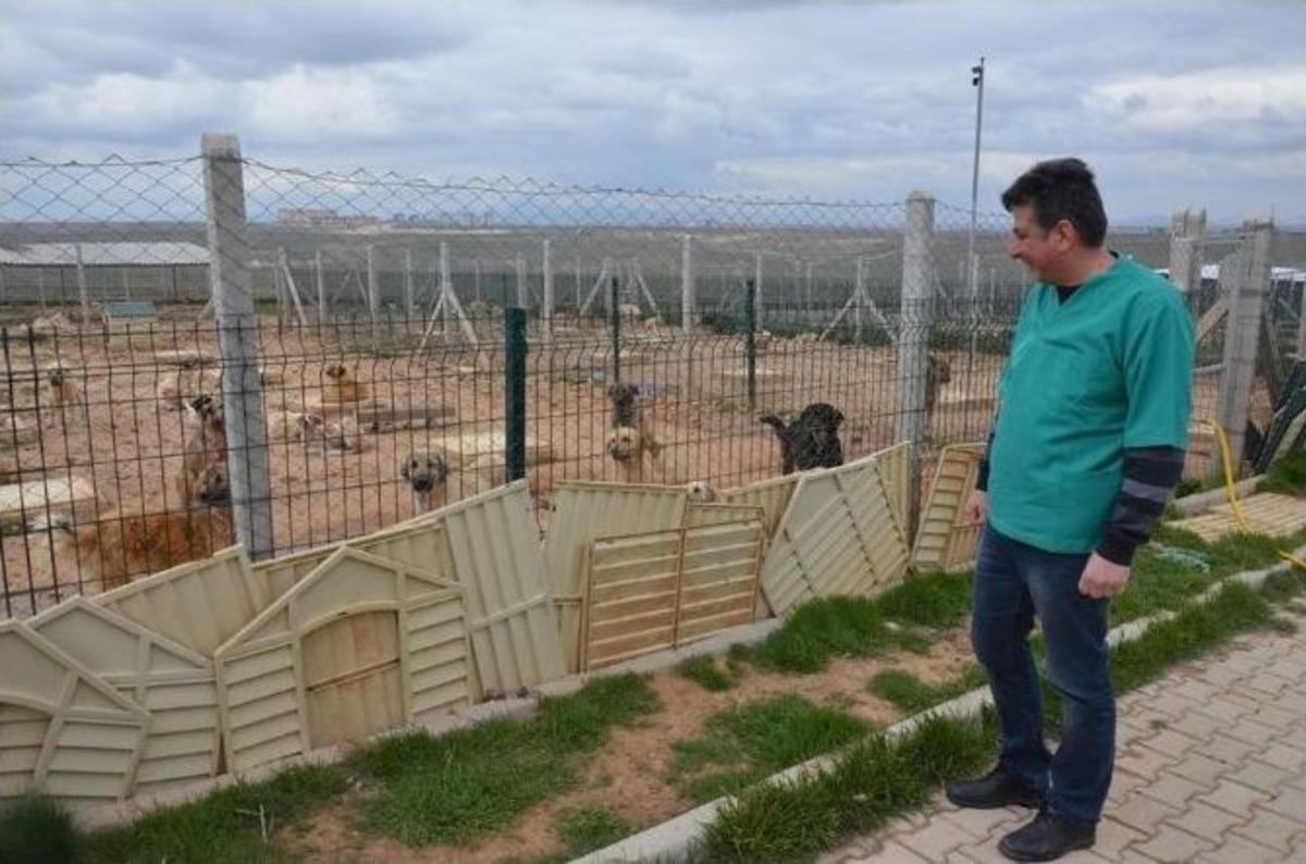 Belediye Hayvan Barınağı 250 K&ouml;peğe Ev Sahipliği Yapıyor