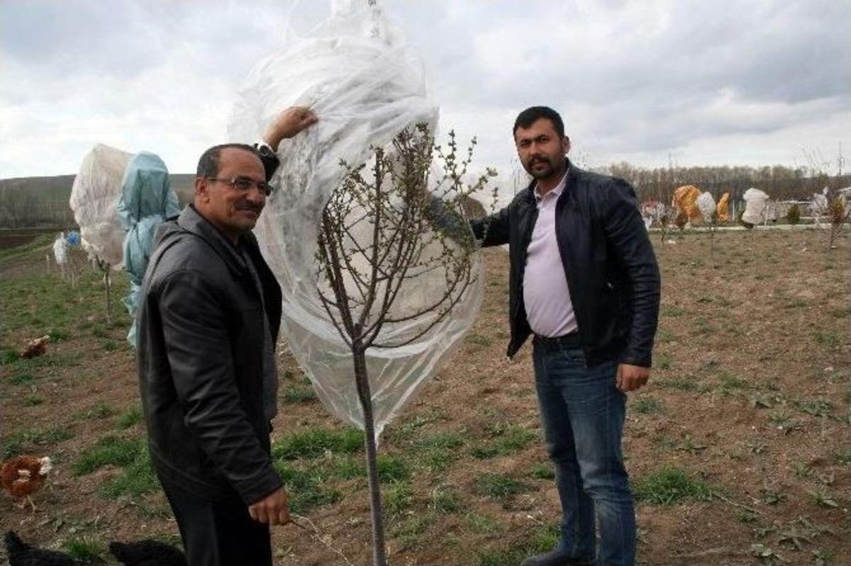 Yozgatlı &Ccedil;ift&ccedil;i Meyve Ağa&ccedil;larını Naylonla Sararak Soğuktan Korudu