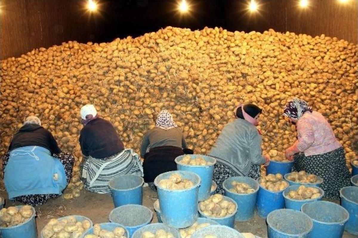&ldquo;kriz Olabilecek Patates Sıkıntımız Yok&rdquo;
