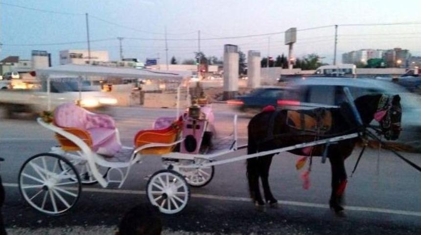 At Dışkısında Uyuşturucu Ticareti