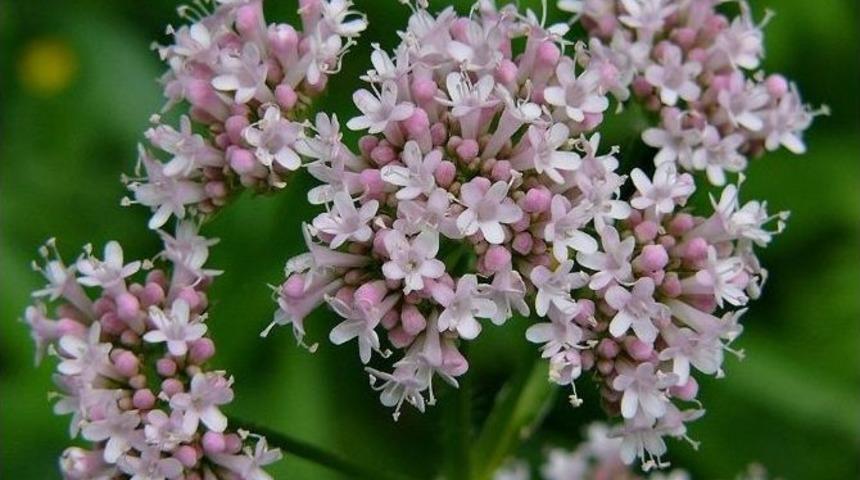 Uykusuzluğa &Ccedil;&ouml;z&uuml;m Doğadan