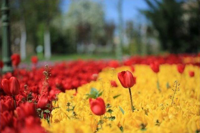 Gaziantep Çiçeklerle Güzelleşiyor