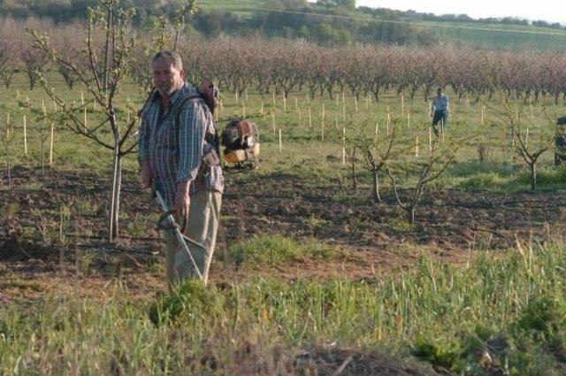 Orman Için 320 Işçi Alındı, Çiftçileri Mevsimlik Işçi Korkusu Sardı