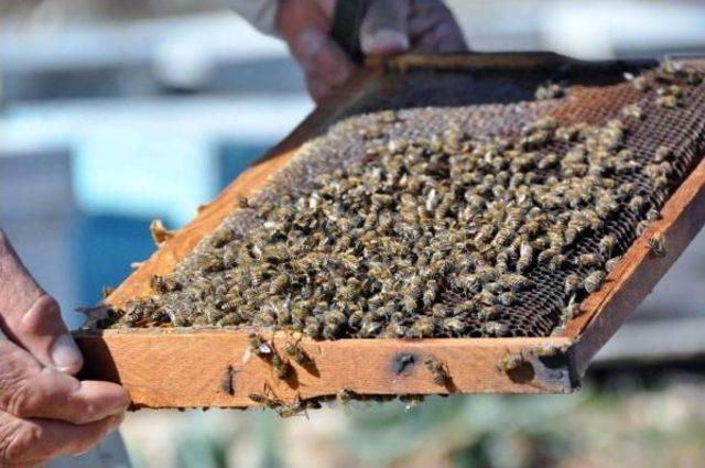 Arı, 7 Hafta Yaşar Bir Çay Kaşığı Bal Üretir