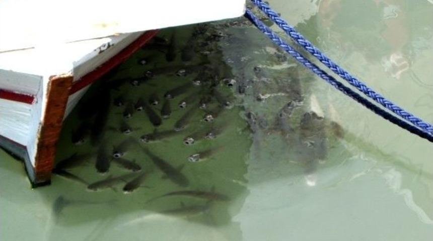 Kefalleri Meraklı G&ouml;zlerle İzlediler