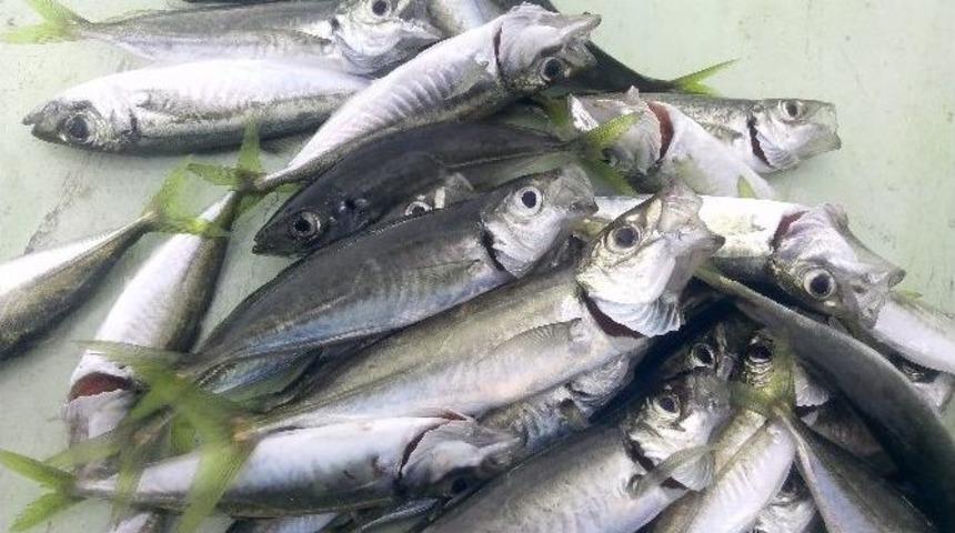 Su &Uuml;r&uuml;nlerinde Yasaklar Başlıyor