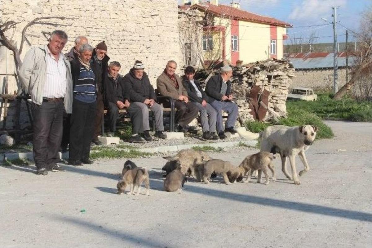 Mahalleli Yavru K&ouml;peklere Sahip &Ccedil;ıkılmasını İstedi