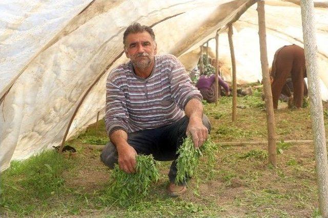 Çiftçinin Biber Ve Patlıcan Fidelerini Telef Ettiler