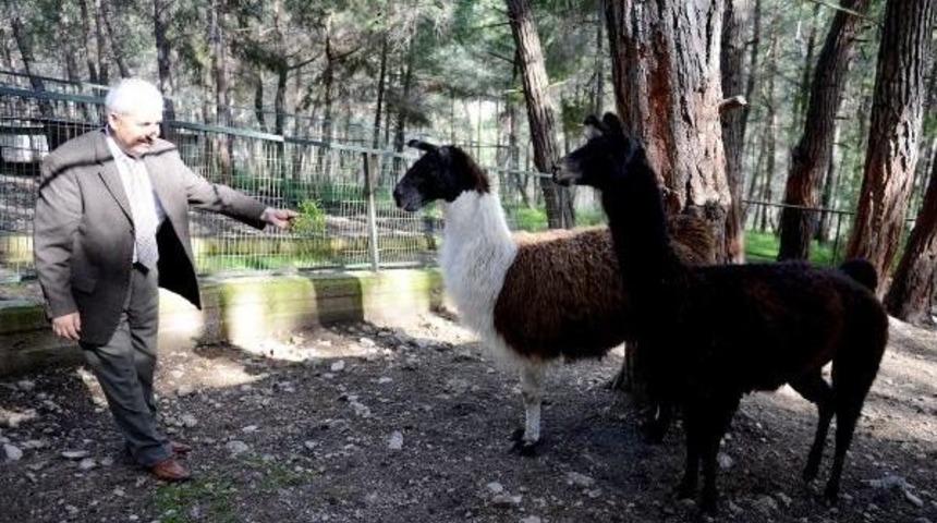 Kumluca'nın Maskotu Lamalar 'kum' Ve 'luca'