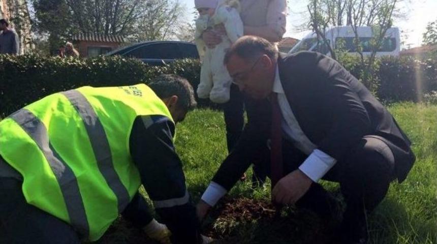 Yalova Belediyesi Doğan Her Bebek İ&ccedil;in Fidan Dikiyor