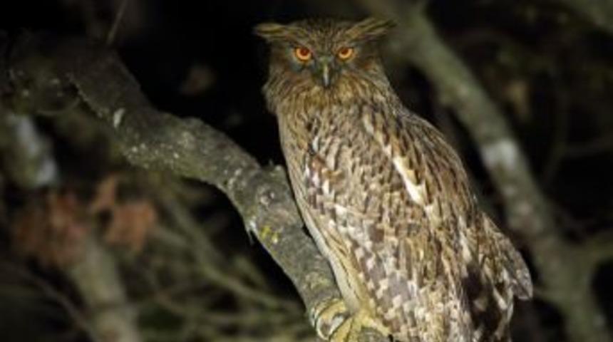 Mersin’de ’balık Baykuşu’ Tespit Edildi