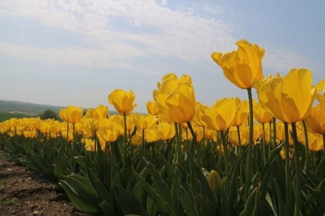 (&ouml;zel Haber) Şehrin Rengi &lsquo;laleler&rsquo; Seymen&rsquo;de &Uuml;retiliyor