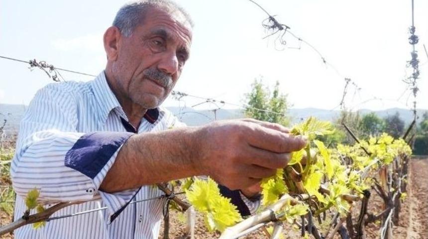 Ağır Kış Şartları &Uuml;z&uuml;mde Rekolteyi D&uuml;ş&uuml;rd&uuml;