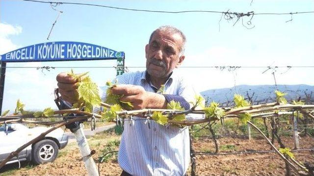 Ağır Kış Şartları Üzümde Rekolteyi Düşürdü