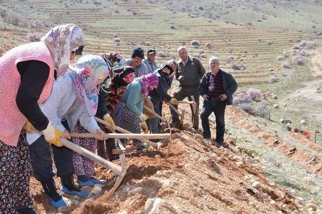 10 Günde 20 Bin Fidan Toprakla Buluştu