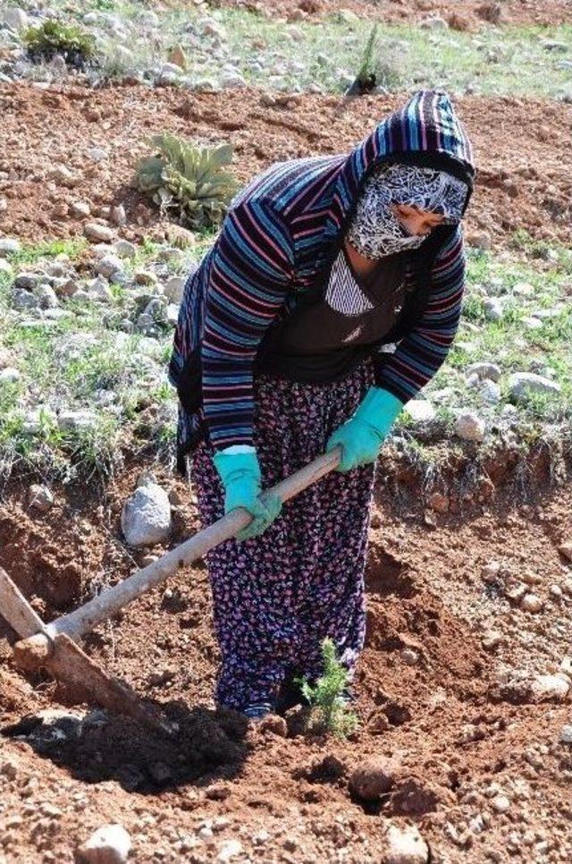 10 Günde 20 Bin Fidan Toprakla Buluştu