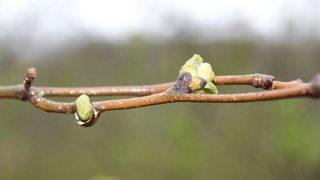 Ordu’da Korkulan Olmadı