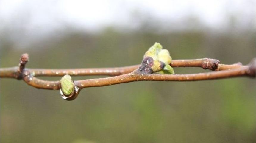 Ordu’da Korkulan Olmadı