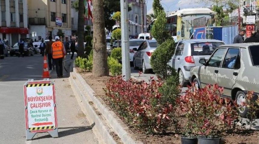 Kent Merkezindeki Yolların Ref&uuml;jlerine &Ccedil;eşitli Bitkiler Dikildi