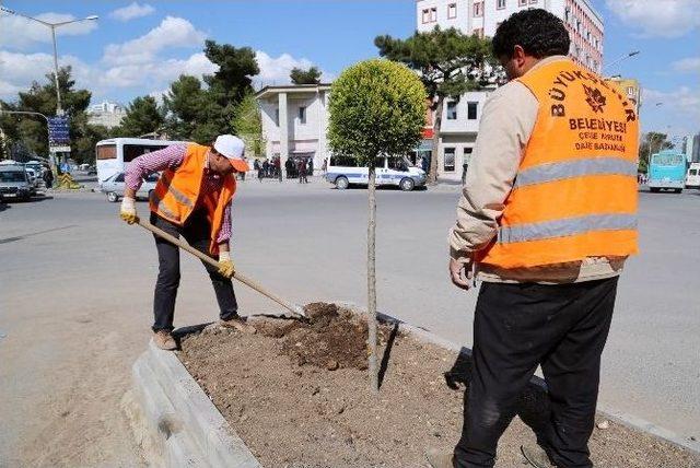 Kent Merkezindeki Yolların Refüjlerine Çeşitli Bitkiler Dikildi