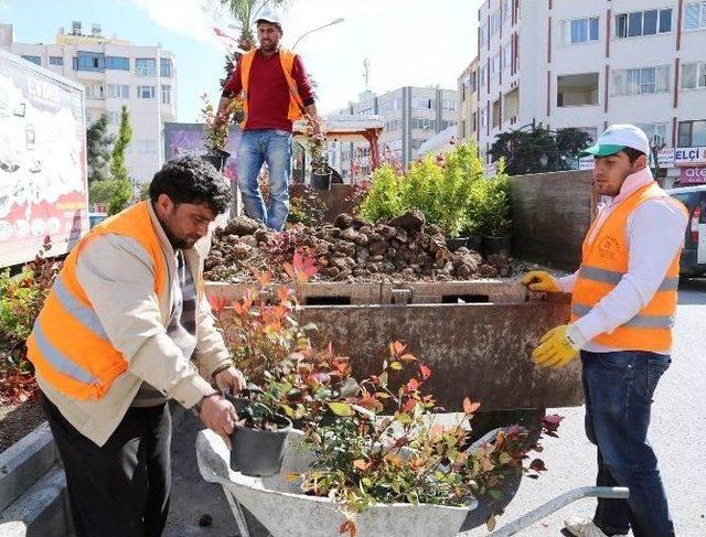 Kent Merkezindeki Yolların Refüjlerine Çeşitli Bitkiler Dikildi