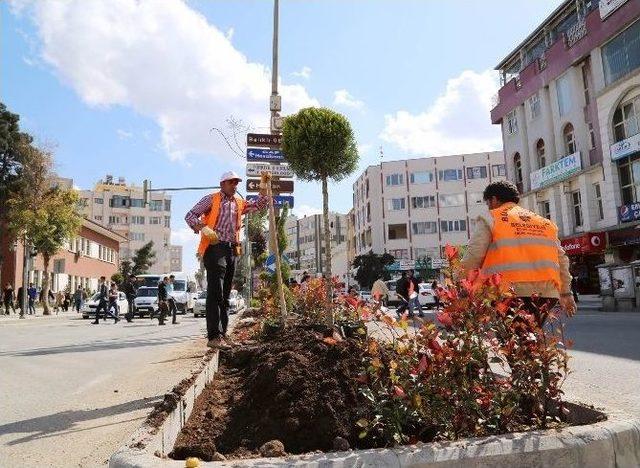 Kent Merkezindeki Yolların Refüjlerine Çeşitli Bitkiler Dikildi