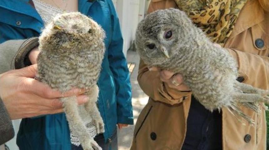 Sokakta Bulunan Yavru Baykuşlar Koruma Altında