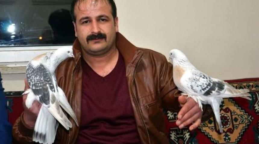 1 &Ccedil;ift G&uuml;vercin 19 Bin Tl'den Satıldı