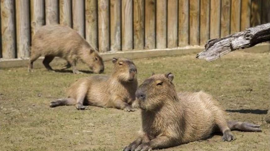 Bursa Hayvanat Bah&ccedil;esi&rsquo;Nin G&uuml;ney Amerikalı Konukları