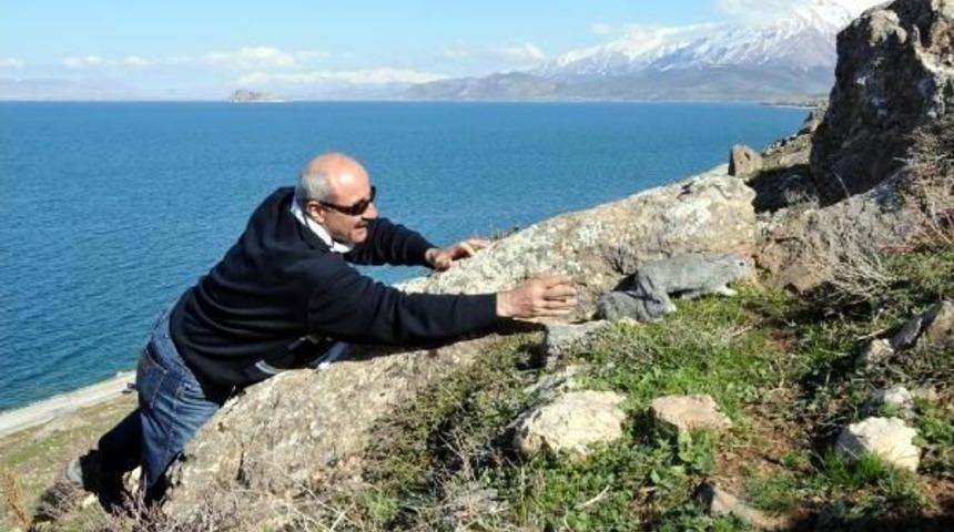 Akdamar Adası'ndan Toplanan Tavşanlar Doğaya Salındı