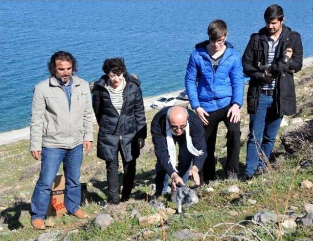 Akdamar Adası'ndan Toplanan Tavşanlar Doğaya Salındı