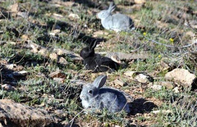 Akdamar Adası'ndan Toplanan Tavşanlar Doğaya Salındı