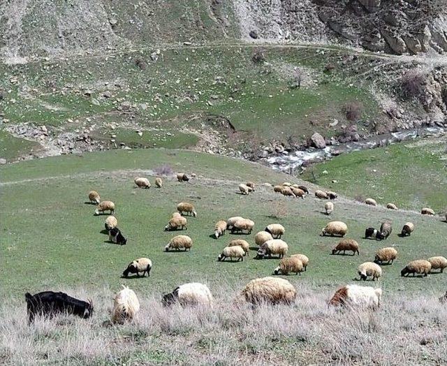 Isınan Havalar Çiftçileri Sevindirdi 1