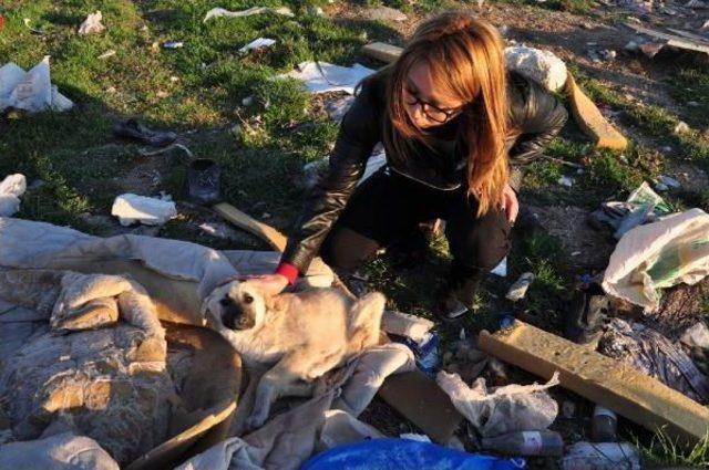 Karaman Belediyesi'ne Köpek Itlafı Suçlaması