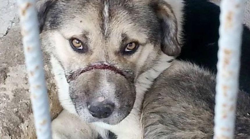 K&ouml;peğe İpli Vahşet