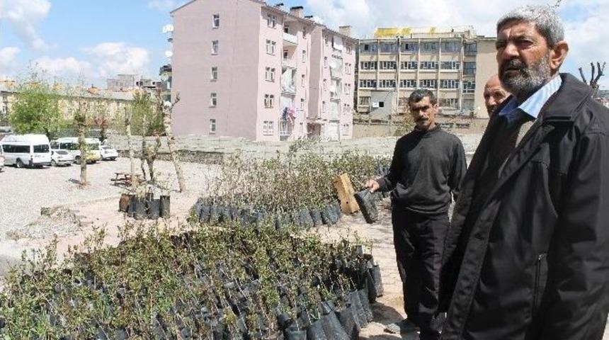 Ge&ccedil;imini Ağa&ccedil;tan &Ccedil;ıkarıyor