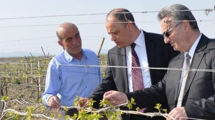 Manisa&rsquo;da 240 Bin Dekar Bağda Hasar Meydana Geldi