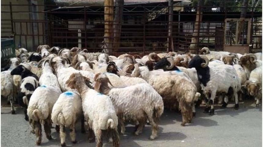 Kilis&rsquo;te 91 Adet Ka&ccedil;ak Koyun Ele Ge&ccedil;irildi