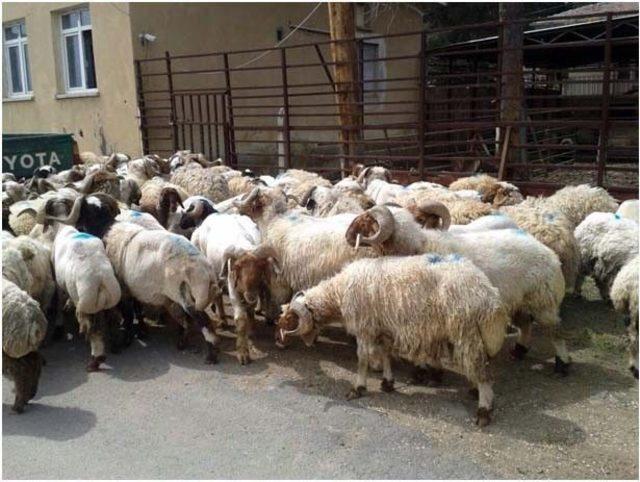 Kilis’te 91 Adet Kaçak Koyun Ele Geçirildi